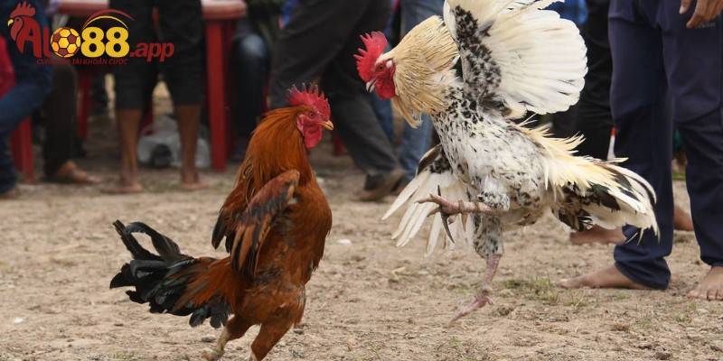 Cần lưu ý điều gì khi tham gia sảnh đá gà Indonesia?